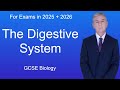 Digestive System Functions and Processes