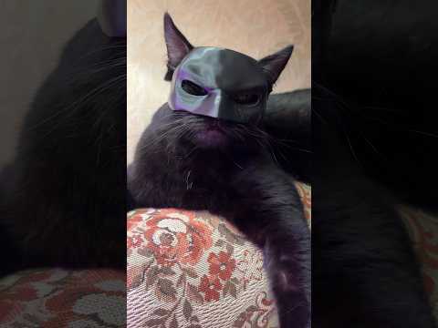 Боже, заберите у меня 3д принтер… #3дпринтер #3dprinting #catbatman #batman #cat #котики