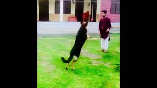 How to train your dog? - Training to German shepherd - Dog best training #shorts #dogstraining #gsd