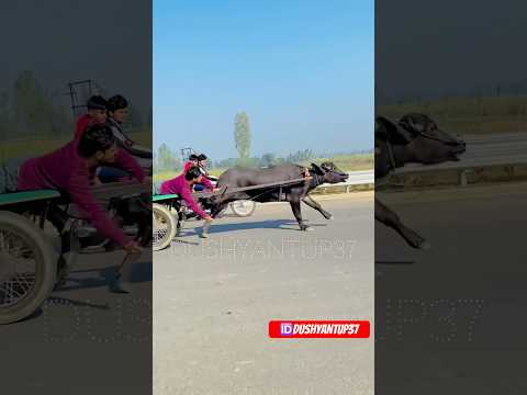 महामुकाबला Jhota race #jhotalover #jhota #viralvideo #jhotarace #jhotaracenew #trending #animals