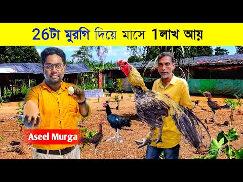 ২৬টি Aseel মুরগি দিয়ে মাসে ১ লক্ষ টাকা আয় | Aseel Murgi Farm | Desi Aseel Murga