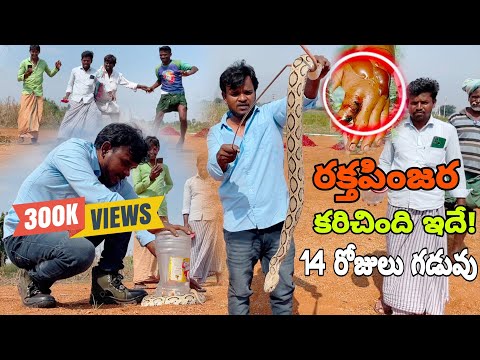 రక్త పింజర పాము కరిచింది Indian Russell's viper Snake bite venomous rescue lo Gonegandla{9966333589}