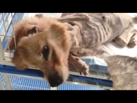 🔴 Carlos Silva YT Live Stream - The dog was paralyzed, owner abandoned the dog instead of saving it