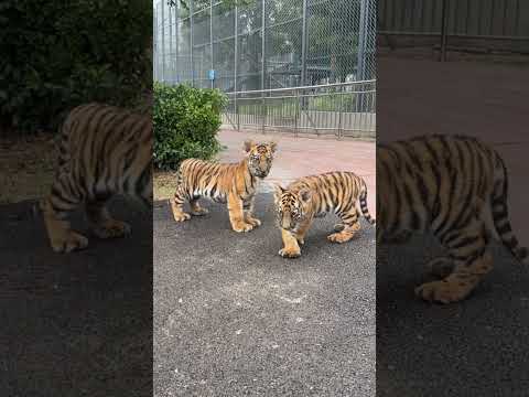 🐯🐯🐯 Meow meow meow! adorable tiger cub😊😊😊 #tigercub  #tiger #kitten #fpy #cute #kitty #zoo #adorable