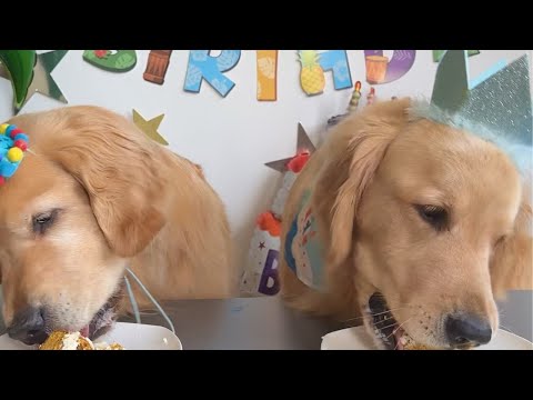Goldens Go Shopping For a Birthday Cake
