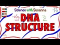 DNA Structure and Function Concepts