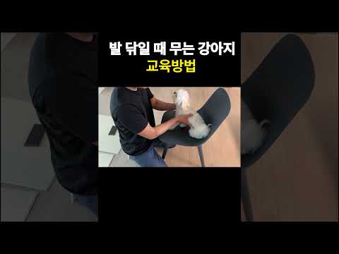 발 닦일때 으르렁!! 깨무는 강아지 교육방법