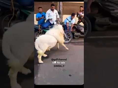 vilayati sheep | @gdfchannel8724 | karnataka jawari sheep #Vilayati sheep #sheeplovers | #sheep
