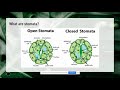 Exploring Homeostasis in Plants