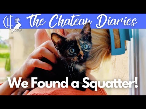 We Found a Stray Kitten at the Chateau! | A Huge Surprise 🐱