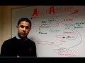 Muscle Growth and Fiber Dynamics