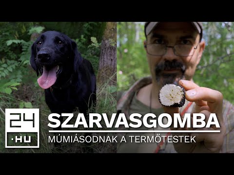 Pusztul a nyári szarvasgomba az Alföldön - Samu még lelkesen keresi, de egyre kevesebb terem | 24.hu