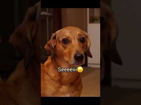 Eu não passei Caramelo #cachorro #humor #memes #engraçado