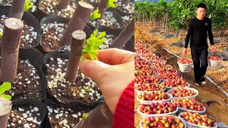 Start Your Fig Farm Today! A Full Guide for Beginners & Experts! #fruitfarming #organicfarming