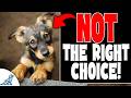 Choosing and Caring for a Puppy