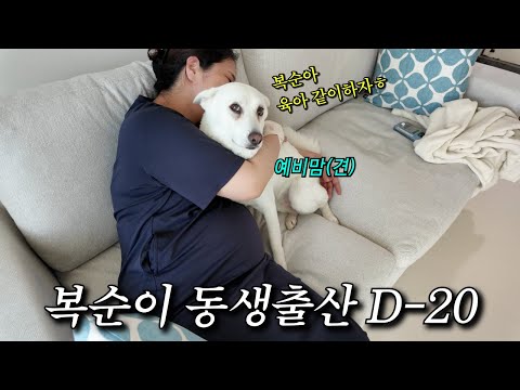 곧 태어날 동생을 기다리고 있는 강아지 | 복순이 동생 출산 D-20