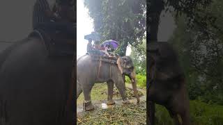 ആനക്കാര്യം #kannur_mammali #elephant 