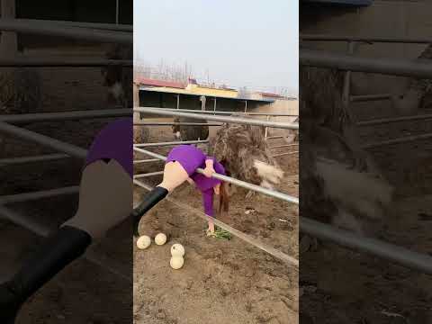Best Real Activities Animals  part 534