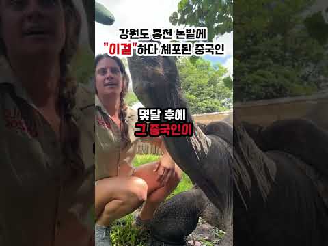강원도 홍천 논밭에 “이걸”하다 체포된 중국인
