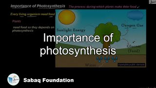 Importance of Photosynthesis