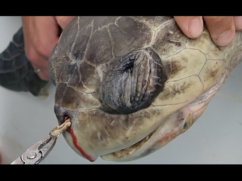 Sea Turtle with Straw up its Nostril - "NO" TO SINGLE-USE PLASTIC - YouTube
