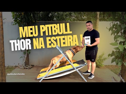 COLOCANDO MEU PITBULL THOR PARA ANDAR NA ESTEIRA 🐶 #video #youtube