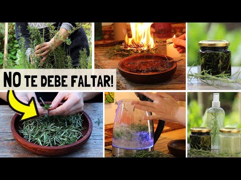 🍃ESTA PLANTA NO TE DEBE FALTAR!! | Botiquín Natural | Cocina | Planta Mágica | Abundancia | Romero