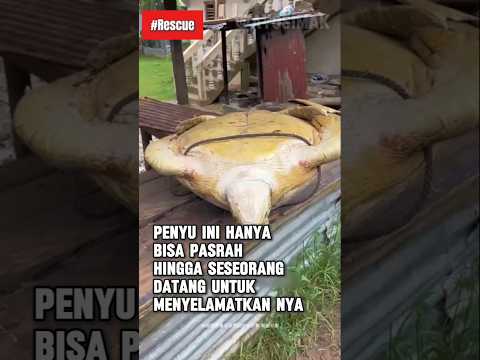 Orang itu memutuskan tuk Menyelamatkan penyu dari lapak tersebut! Ia melepaskan penyu itu kelautan 👏