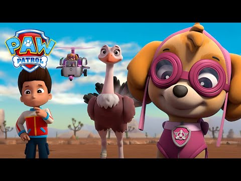 Os cachorros resgatam avestruzes bebés perdidas - Patrulha Pata PAW Patrol Episódio Português