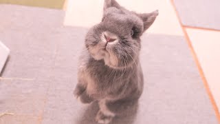 大きいうさぎが帰宅すると、うさぎ仲間にするような挨拶をしてくれるミミが可愛かった【No.1690】