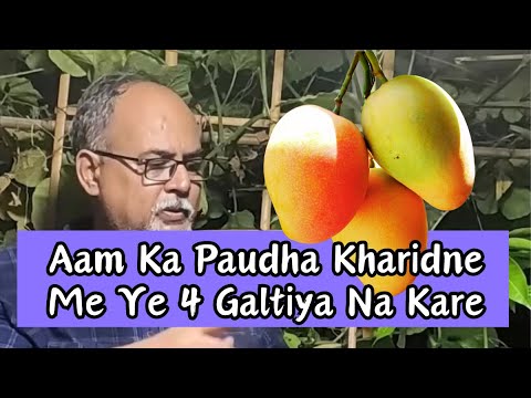 Aam Ka Paudha Kharidte Waqt Ye 4 Galtiya Na Kare Pachtana Padega!