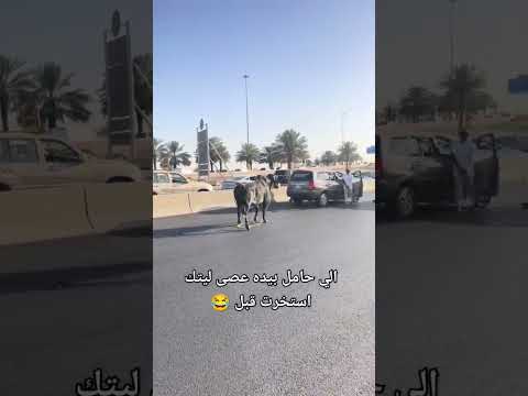 ثور وسط شارع عام 😂🐂#اتحداك_ماتضحك #اكسبلور
