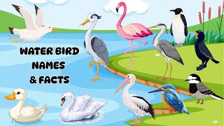 Water Birds Name| Water Bird Name & Fun Facts| Kids Vocabulary| Name of Water Birds