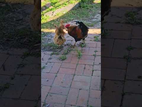 Chickens on the Hunt 🐔🐔