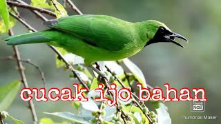cucak ijo bahan, rawatan 2 bln