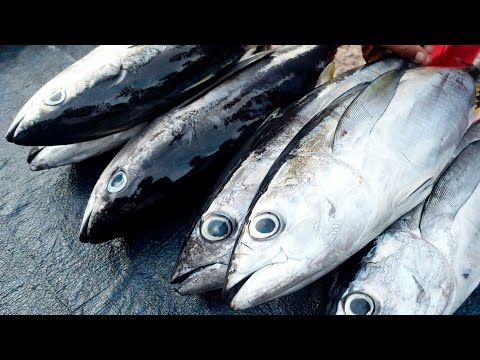 Amazing ‼️ tuna fish cutting straight from the sea at Sorong fish market