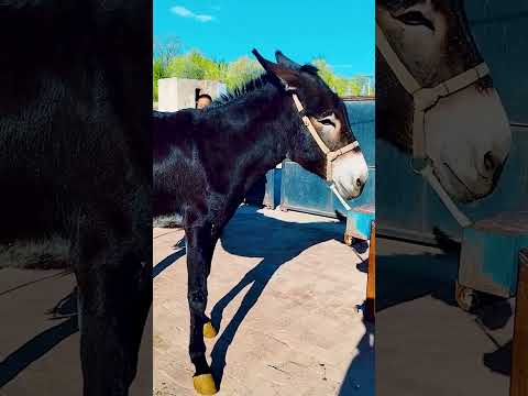 Funniest Donkey Ever Donkey Training the fun way 102