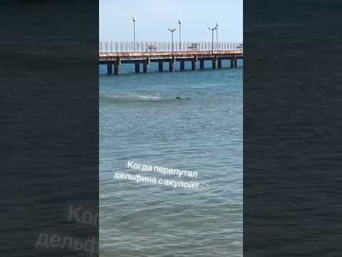 После трагедии в Хургаде,где акула убила парня ,отдыхающие на пляжах Анапы стали бояться дельфинов.