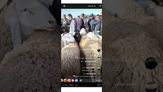سوق سيدي لحسن ولاية سيدي بلعباس وإرتفاع الأسعار مجددا اليوم شاهد😯😯😯