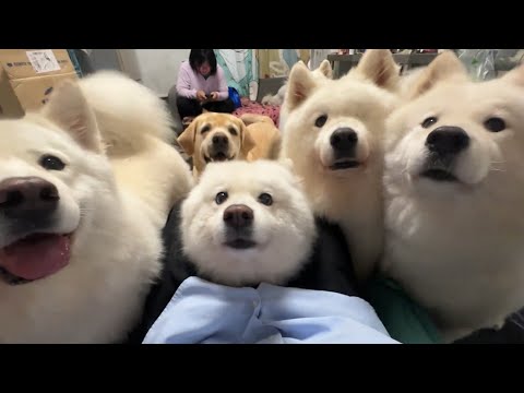best cute &funny😂🤣 animal video  of 2025-Mr bear🐱🐕🐹😄😅🤩