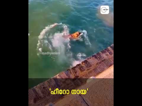 മനുഷ്യനെ പ്രകൃതി സ്നേഹത്തിൻ്റെ മാതൃക പഠിപ്പിച്ച് നായ; കൈയടിച്ച് സോഷ്യൽ മീഡിയ