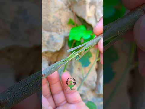 Best grafting method #gardening