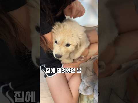 첫날에도 두발로 꼭 잡고 있었어요. 씻기고 털 말리는데도 순둥이 #포실이 #순둥이