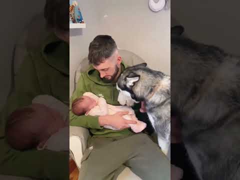 The dog sees the baby for the first time 🐶 #fyp #dog #dogslove #love