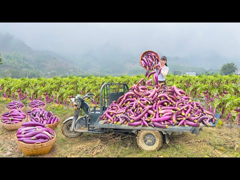 Use 3-Wheeled Truck To Harvest And Transport Lots Of Eggplant Goes To Sell At Countryside Market