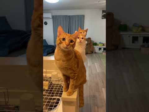 猫たちの団結力がすごいシーンまとめww　#shorts #funny  #猫 #吾猫