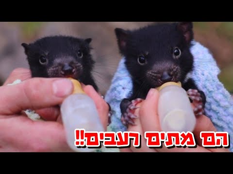 אמא לא נותנת להם אוכל! - קצרים