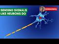 Axon Behavior and Signal Transmission