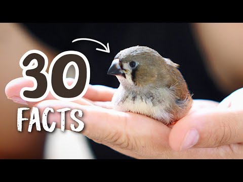 What Makes Finches So Special? 30 Facts You Need to Know