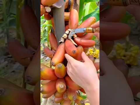 செவ்வாழையின் மினி version | PINK BANANA | Musa velutina | Tamil Facts | Shorts